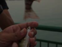 Pier Fishing Lessons