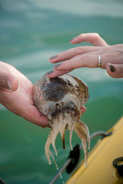 Cute little cuttlefish caught and safely released on Purehybridz Kayak Fishing Tours in Pasir Ris