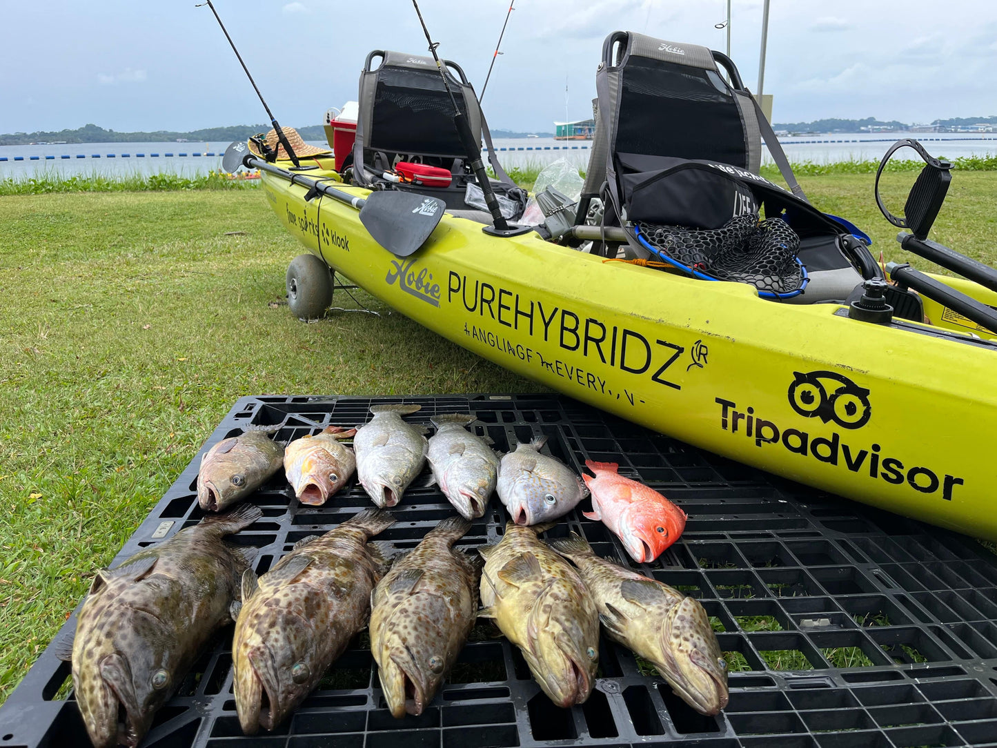 Kayak fishing angler hauls in a huge catch when renting Purehybridz Hobie Fishing kayaks